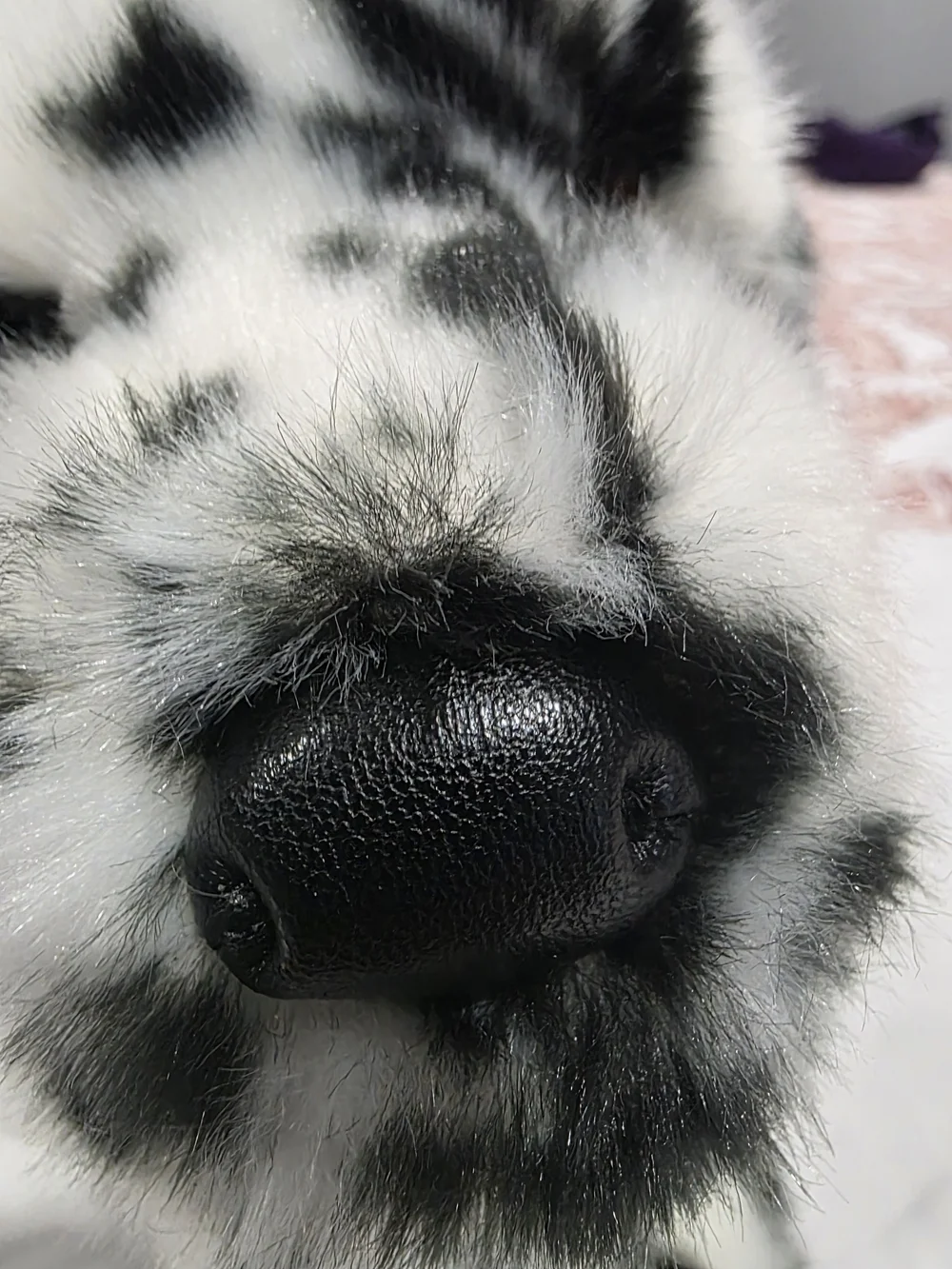 Douglas MACKAY DALMATIAN Dog Puppy Retired